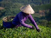 A farmer harvesting tea leaves in the lush green fields of Phú Thọ, Vietnam.